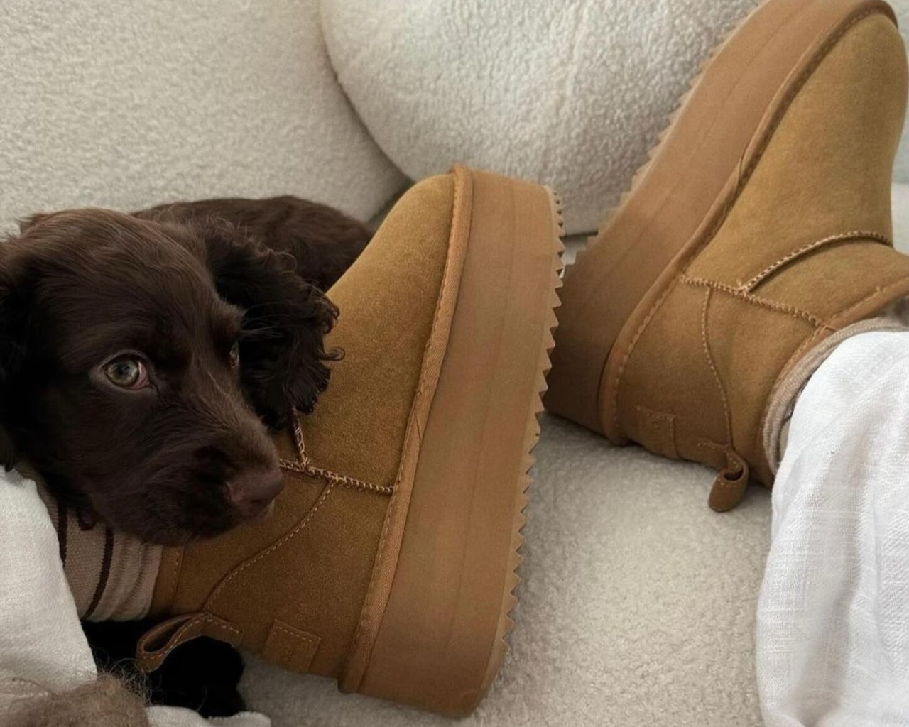 o'la voga csizma kutya